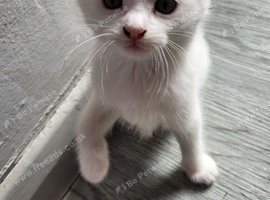 Turkish angora kittens