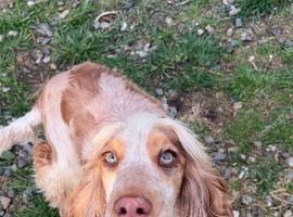 Show cocker for sale
