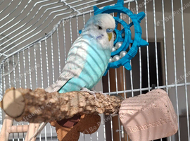 Female White & Blue Budgie - 21 Weeks
