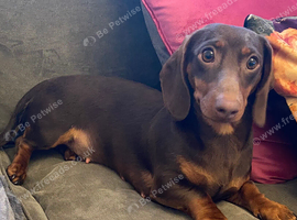 Dachshund Chocolate & Tan Female