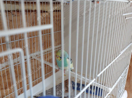 budgies for sale