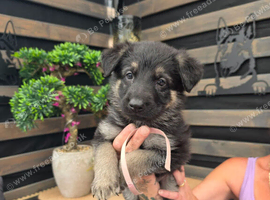 Amazing straight back gsd