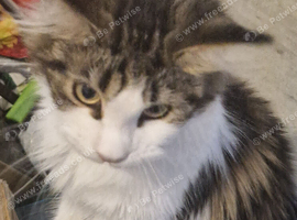 18 month female tri colour maincoon