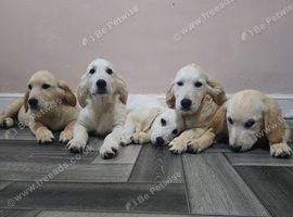 Golden retriever