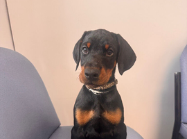 DOBERMAN PUPPIES