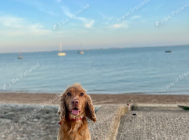Beautiful male cocker spaniel, guardian home or sale.