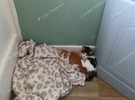 4 kittens ready for there forever good home