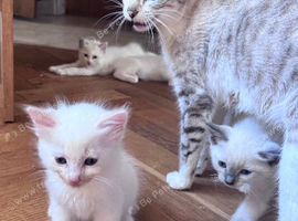 Ragdoll x snow bengal (snowdoll)