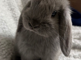Mini lop bunnies male and female left 8 weeks old