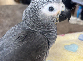 baby african grey