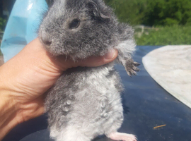 Baby Teddy Guinea pig - Available Now 2 for &pound;70