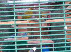 Patagonion parrots