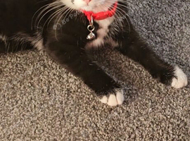 7 months old female cat