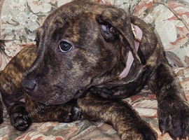 Brindle staffy