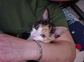 Kitten calico