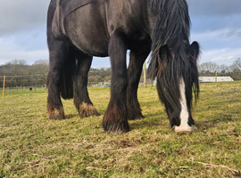 *wanted* to buy a young  gelding or mare