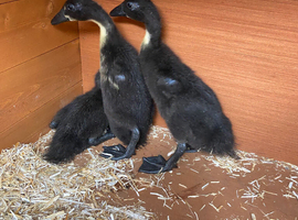 Indian runner / Cayuga duckling Northampton
