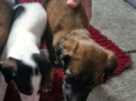 2 saluki x greyhounds for sale, &pound;100 each