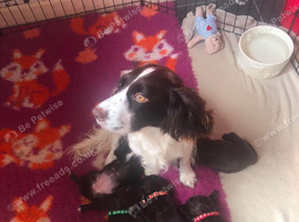 Cocker spaniel puppy