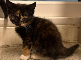 Kittens for sale