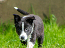 Last Boy border collie