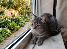 Silver tabby urgent sale