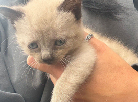 Kittens now ready for their forever homes