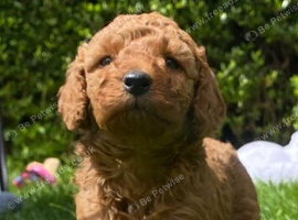 5 Beautiful  F1B Cavapoos for sale