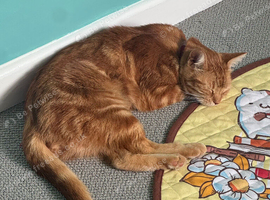 Ginger mixed breed cat