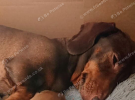 Male named Charlie mini dachshund