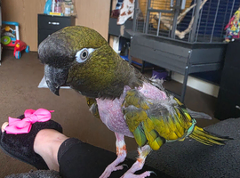 Patagonian conure would need someone who knows the birds