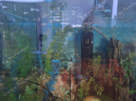 6 Fish for free