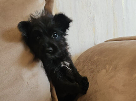Shibu cross cockapoo