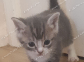 Girl kitten
