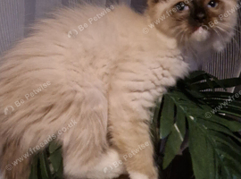Beautiful seal mitted ragdoll boy kitten for sale