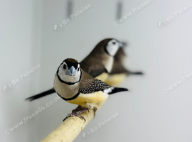 Owl finch