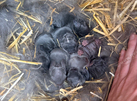 7 Mini lops - waiting list open