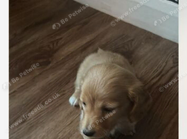 Cream miniature daschiund