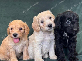 Gorgeous Cockapoo Puppies 3/4 Poodle