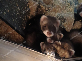5 kits polecat