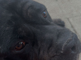 Cane corso mix mastiff