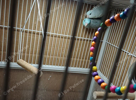 Bonded male and female American parolets