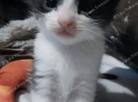 Black/white fluffy tortoise shell male kitten