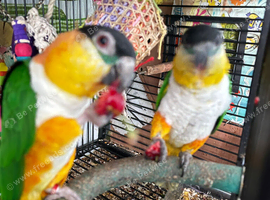 Pair black headed caique parrots for sale male + female birds