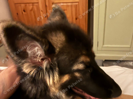 Female long haired German shepherd