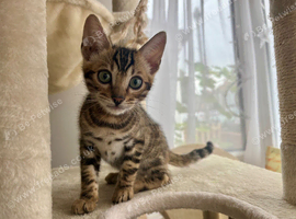 Gorgeous Brown bengal Boy!