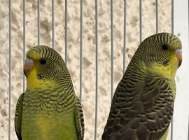 Black wing budgies