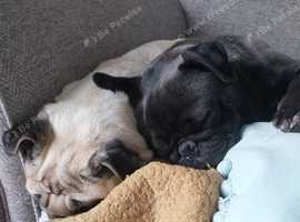 Available to stud