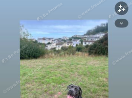 Cane corso cross presa canario