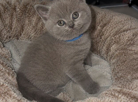 Adorable British shorthair kittens female